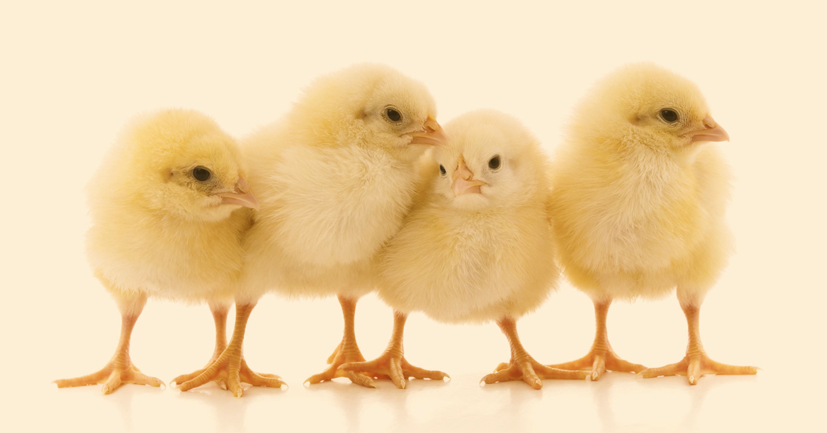 Chick-culling ban: Where have all the cockerels gone... | Foodwatch EN