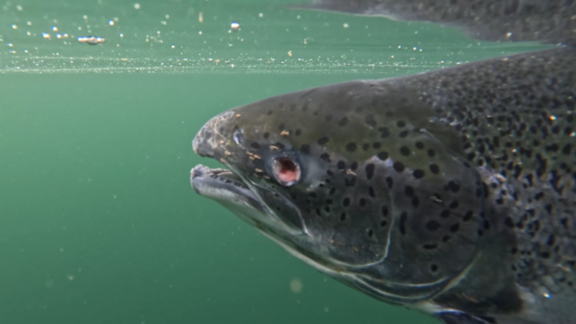 Lachs mit Lachslausbefall und fehlendem Auge