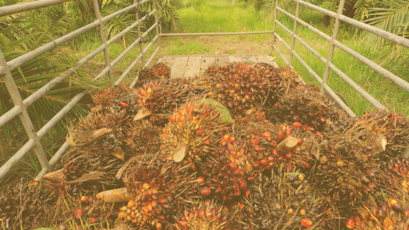 Das Bild zeigt Palmölfrüchte auf einer Ladefläche in einer grünen Plantage.